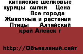 китайские шелковые курицы (силки) › Цена ­ 2 500 - Все города Животные и растения » Птицы   . Алтайский край,Алейск г.